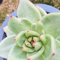 [올식스] 원종곰마리아금 353 다육식물 다육이 키우기