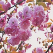 벚나무 겹벚 나무 묘목 특묘 1주 겹벚꽃나무 벚꽃