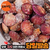통영 홍가리비 10kg 국내산 제철 가리비, 1박스