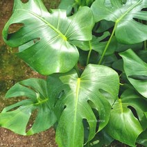 몬스테라(중품) 실내공기정화식물 공기청정식물 실내공기정화식물 습도올리기 음지식물 집에서키우기쉬운