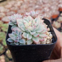 행복한꽃순이// 메비나금 (5.5cm분)