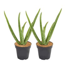 [다떠홈] 야자수 코코넛 신발장 아파트현관 매트코코넛 섬유 라이너 실내 식물용 화분 원예 걸이형 천연 코, 한개옵션0