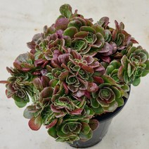 다육(샐러드볼 철화)526(70), 1개