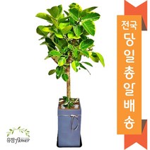 고급 대형화분 개업 축하 화분 전국 당일배송, 02. 뱅갈고무나무