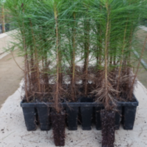 (D소망)소나무묘목(적송)2년생(포트) 10그루, 10개