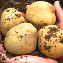 포슬한 햇 수미감자 알감자 홍감자 3kg 5kg, 수미감자 대(찜용) 3kg