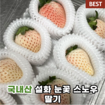 설화 눈꽃 스노우 딸기 800g 1팩 백설 공주 하얀 흰 흰색 프리미엄 백 만년설 딸기 특이 특수 컬러 재철 제철 겨울 과일