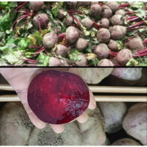 알뜰농장 2023년 햇 적 알비트 국내산(제주도.강원도) 최상품 5kg-10kg내외, 1개, 적알비트(레드비트)  최상품 10kg내외