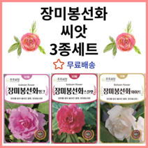 주주씨앗 장미봉선화 씨앗 3종세트 종자 씨 겹 봉선화 겹꽃 봉숭아 화이트 핑크 스칼렛 레드 분홍 흰색
