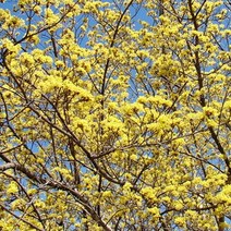 산수유묘목 산수유나무 산수유나무묘목 2년생