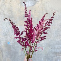 (로라네팜) 아스틸베 노루오줌 Astilbe 5대 1단, 진핑크