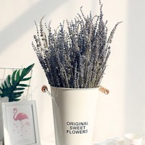 라벤더 프리저브드 도매, 옐로