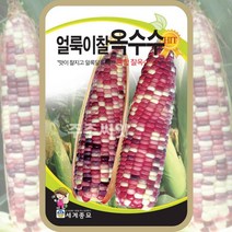 찰옥수수씨앗 얼룩이찰옥수수 종자 100립 채소씨 채소키우기 봄 여름 가을, 1개