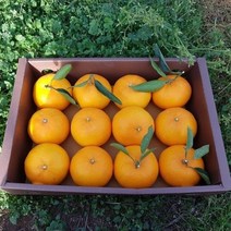 [황금원] 화산송이밭에서 자라 맛과향이 풍부한 천혜향 2kg 3kg 5kg(선물포장), 1box, 4.7kg