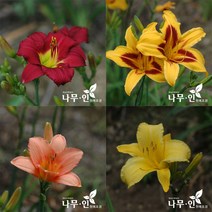 [나무인] 데이릴리(개량원추리) 혼합색상 10그루, 10개