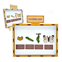 배추흰나비의 한살이 만들기 학습용 브로마이드 제공/과학 실험 키트 교구 도구 만들기