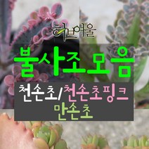 [허브여울] 불사조다육 모음 (천손초/천손초핑크/만손초/모종) 지름 9~15cm 다육화분, 만손초중품, 1개