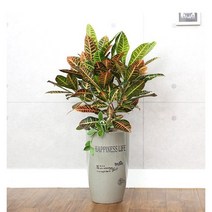 개업화분 당일배송 개업식 당일 화분배달 플라워365, 1개, 34 크로톤 소형(사기분)