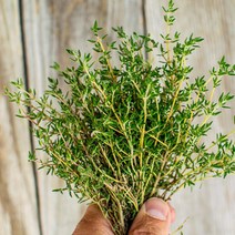 타임 허브 생잎 100g (thyme) 향신료 붉은색, 타임 100g