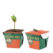 에코팟 메시지콩 식물키우기 플렌테리어