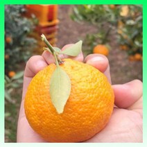 탐라향 제주 고당도 만감류 소과 선물용 3kg 5kg 10kg GAP인증, 상품(소~대)