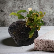 기타 바보사랑[미미네아쿠아]미미네아쿠아 화산석 활착수초 - 부세파란드라 벨벳