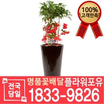 만냥금 백냥금 개업축하화분배달 개업식 개업선물 집들이 거실화분 실내 식당 사무실 미용실