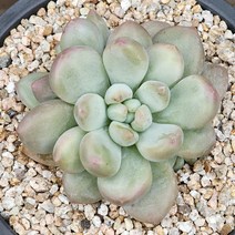 다육식물(후레뉴) 랜덤 발송