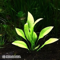 수초-아마존 1뿌리-열대어 어항 수족관 수중식물/헬로아쿠아