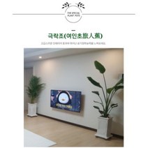 서울경기인천[반값화분] MAIN-대형극락조160 직접배송 축하화분 개업화분 거실화분 카페화분 인테리어화분 아레카야자 극락조 알로카시아 파키라 고무나무, 원통블랙