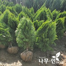 [나무인]황금측백나무 키40cm