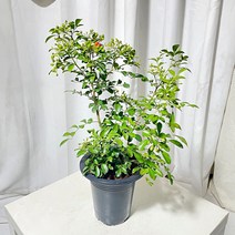 청년농부 오렌지자스민 반려식물 식물인테리어