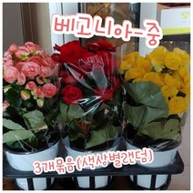 꽃베고니아-중-3종묶음/꽃잎이 비대칭이고 짝짝이라 짝사랑