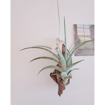 플렉스로사 행잉 틸란드시아 미세먼지제거 공중습도 목부작 플랜테리어