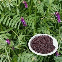 헤어리베치 씨앗 종자 1kg - 헤어리벳치, 1개