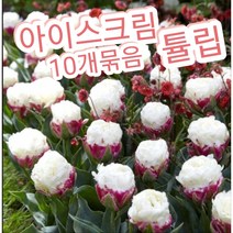 아이스크림튤립구근-10개묶음/계절과 상관없이 사계절꽃피는 사계튤립은 첨이죠