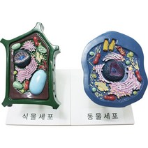 유앤아이 동물세포 설명모형 과학, 식물