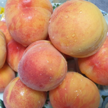 고당도 프리미엄 황도 14수 12수 햇 복숭아 초극황도 초패황 그린황도 말랑말랑 부드러운 식감 달콤한 과즙 임산부과일, 황도 12수