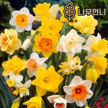 수선화 구근 17종 5구세트 2023년 신상품 가림원예조경, 스프링파라다이스(5구세트)