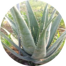 알로에화분 선인장 알로에베라 1m 화분용, 1개