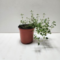 타임화분(레몬타임), 1개