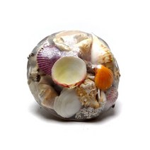 조개모듬바구니-중 소라껍질모음