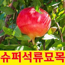 석류나무 슈퍼석류묘목 3년생 결실주, 1개