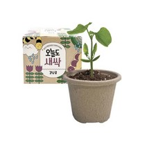 오늘도새싹 강낭콩 키우기