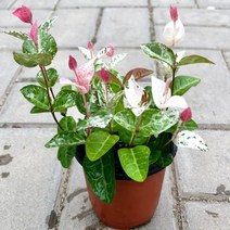 초설 오색마삭줄 마삭줄 공기정화 무늬마삭