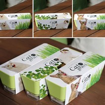 키우기쉬운 고양이풀 캣닢 재배 투톤화분 세트, 쿠팡 밀
