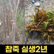 참죽나무묘목 2년 1주 참가죽나무 나무묘목 조종나무 참나무