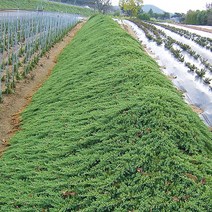 착한가격 나무생각 좀눈향 삽목2년*(25주묶음)