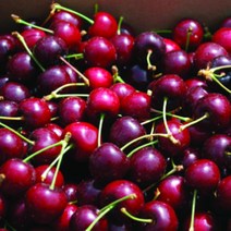 체리묘목/자가결실 타르트 체리/주빌리엄/접목 1년 (콜트 대목) 2주 KJ325