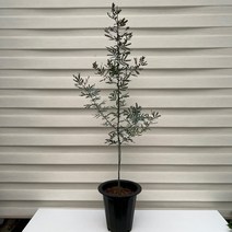 [다은꽃농원]자엽아카시아(미모사) 대품 노랑꽃 키우기쉬운 실내공기정화식물 이국적인 느낌의 인테리어